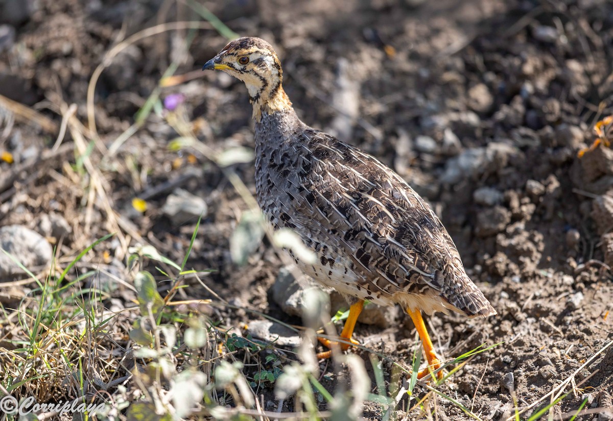 Coqui Francolin - ML646539569