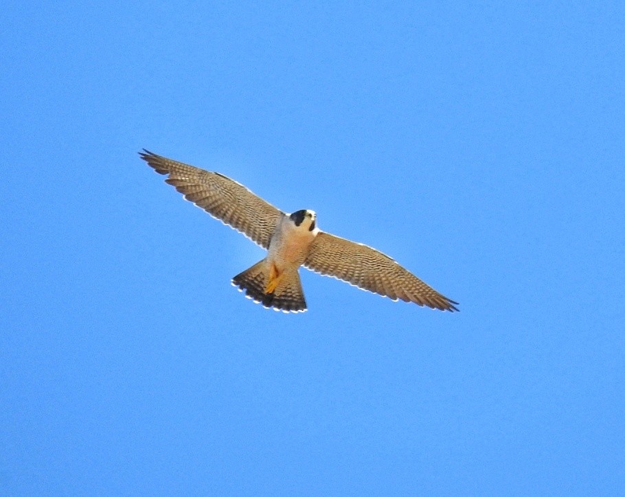 Эгэл шонхор - ML646539570