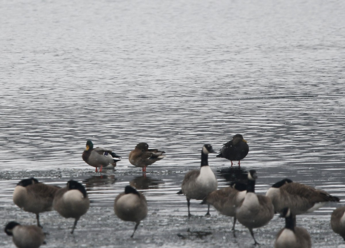 American Black Duck - ML646539571