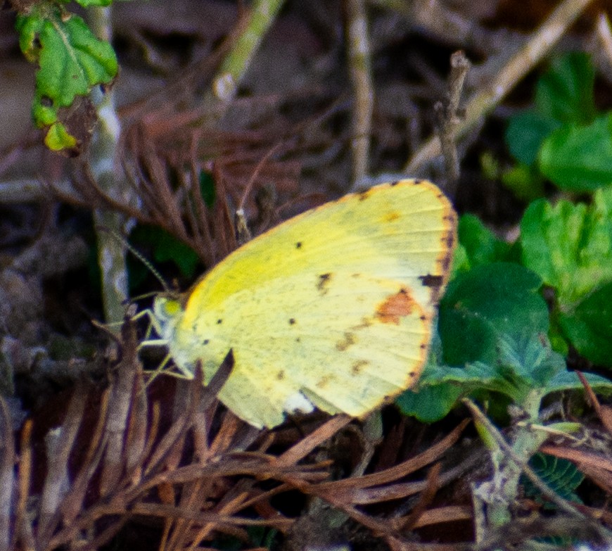 Little Yellow - ML646539573