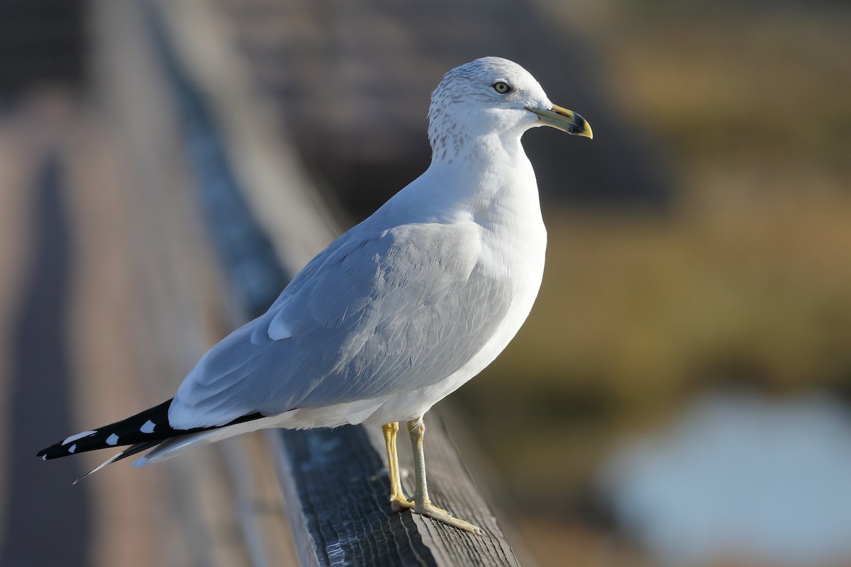Gaviota de Delaware - ML646539575