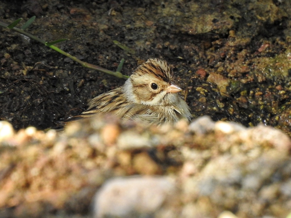 Clay-colored Sparrow - ML646539577