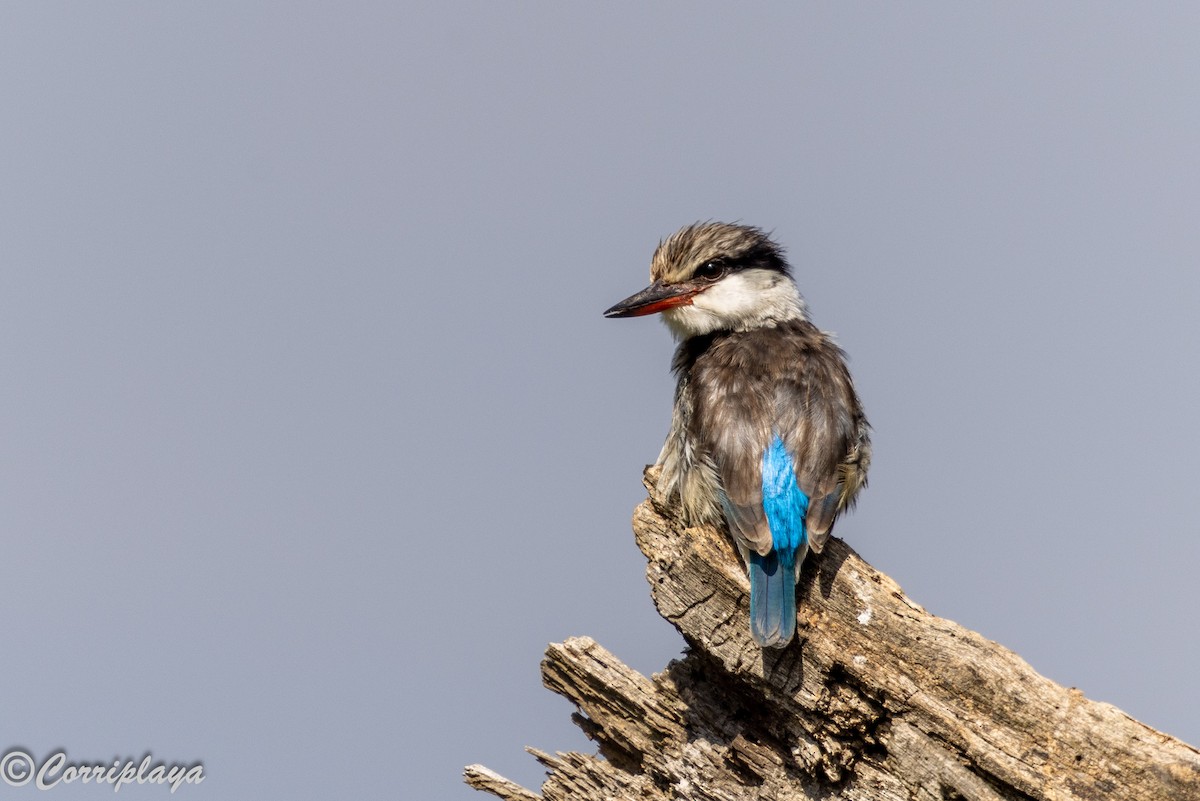 Striped Kingfisher - ML646539579