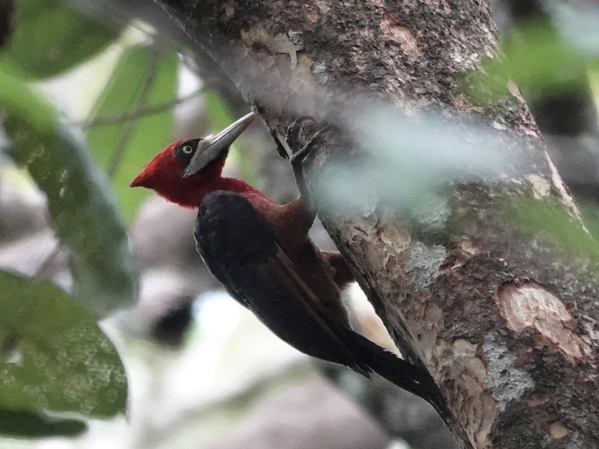 Red-necked Woodpecker - ML646539580