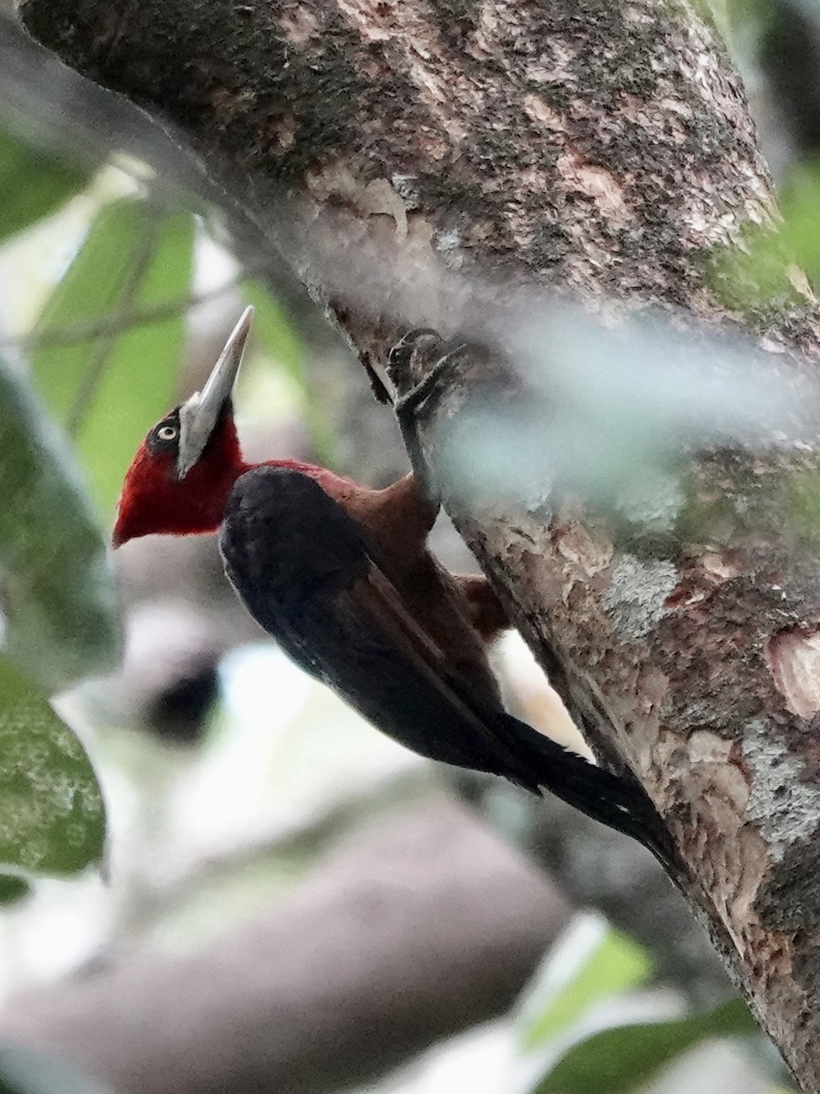 Red-necked Woodpecker - ML646539581