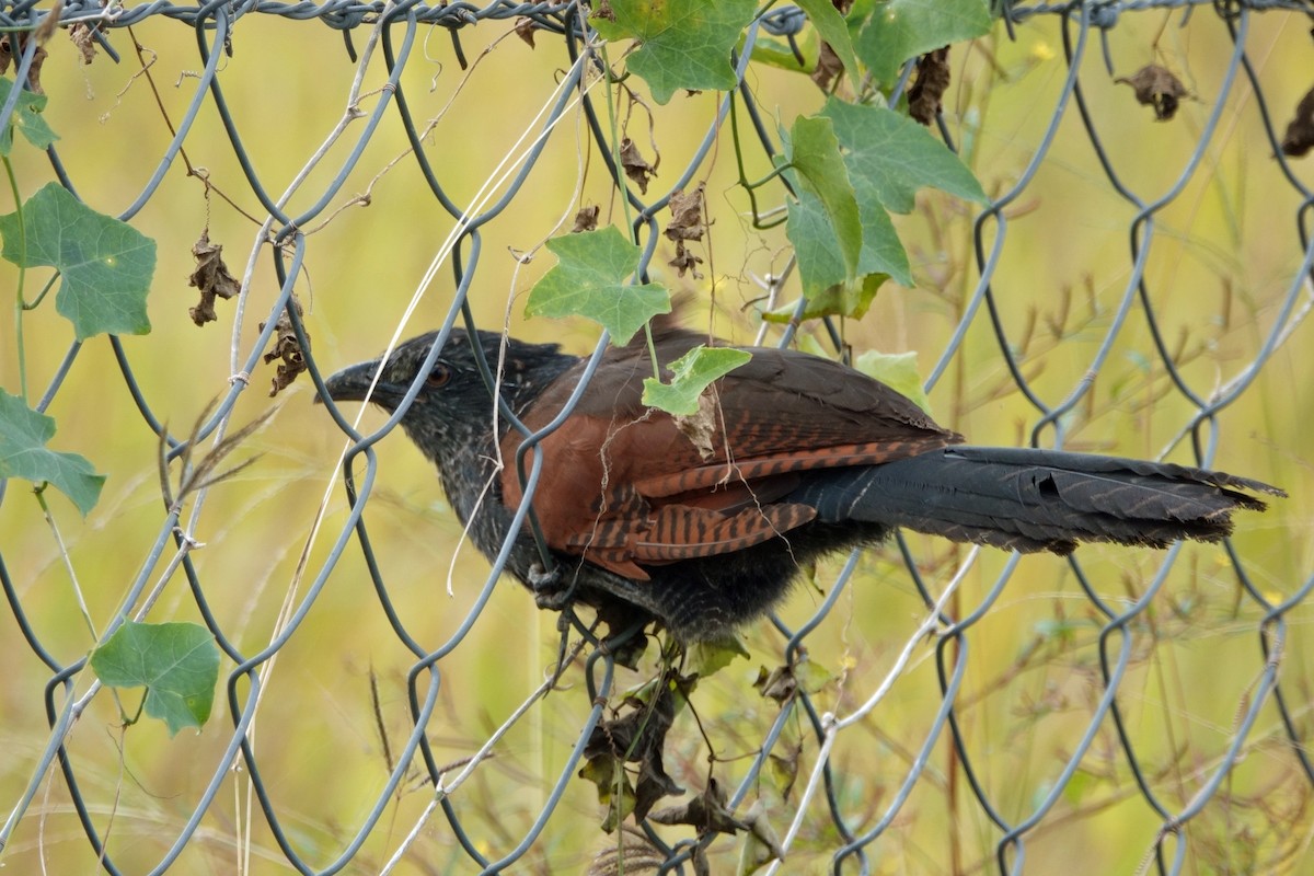 Grand Coucal - ML646539582