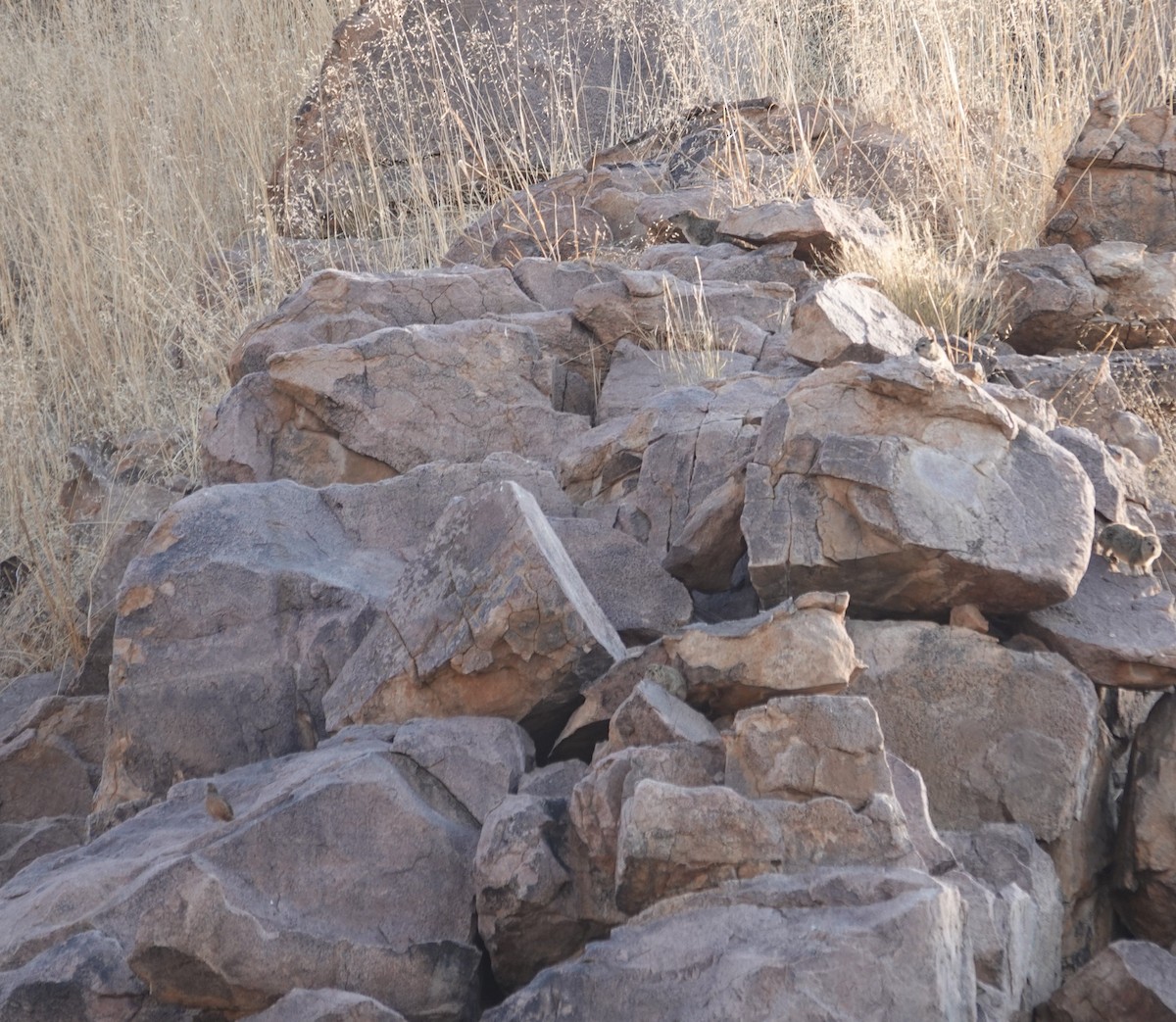 Ak Kaşlı Turaç - ML646539583