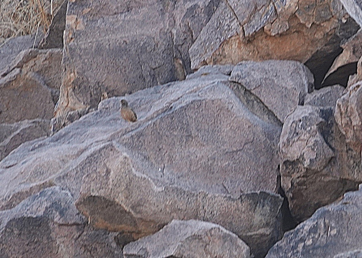 Ak Kaşlı Turaç - ML646539584