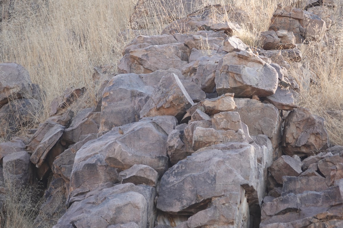 Ak Kaşlı Turaç - ML646539585