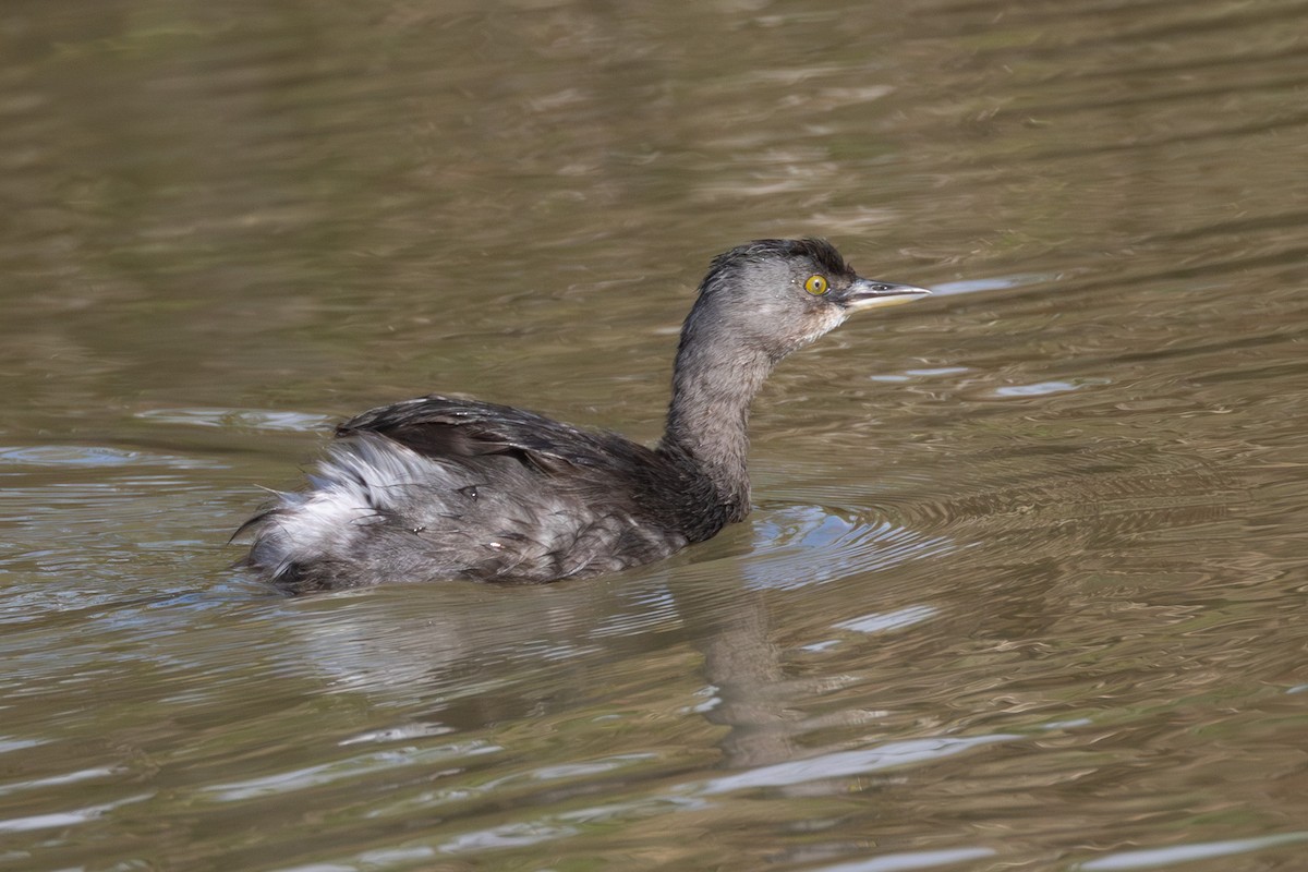 Least Grebe - ML646539586