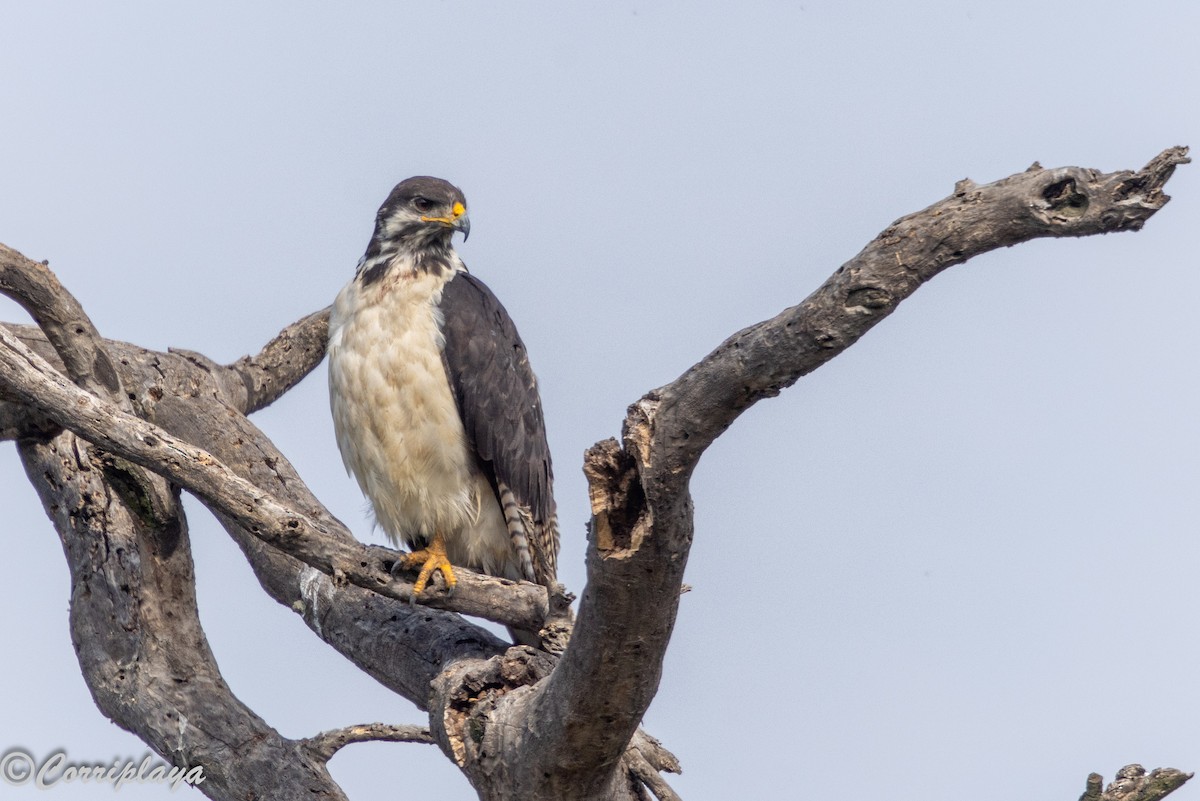 Augur Buzzard - ML646539587