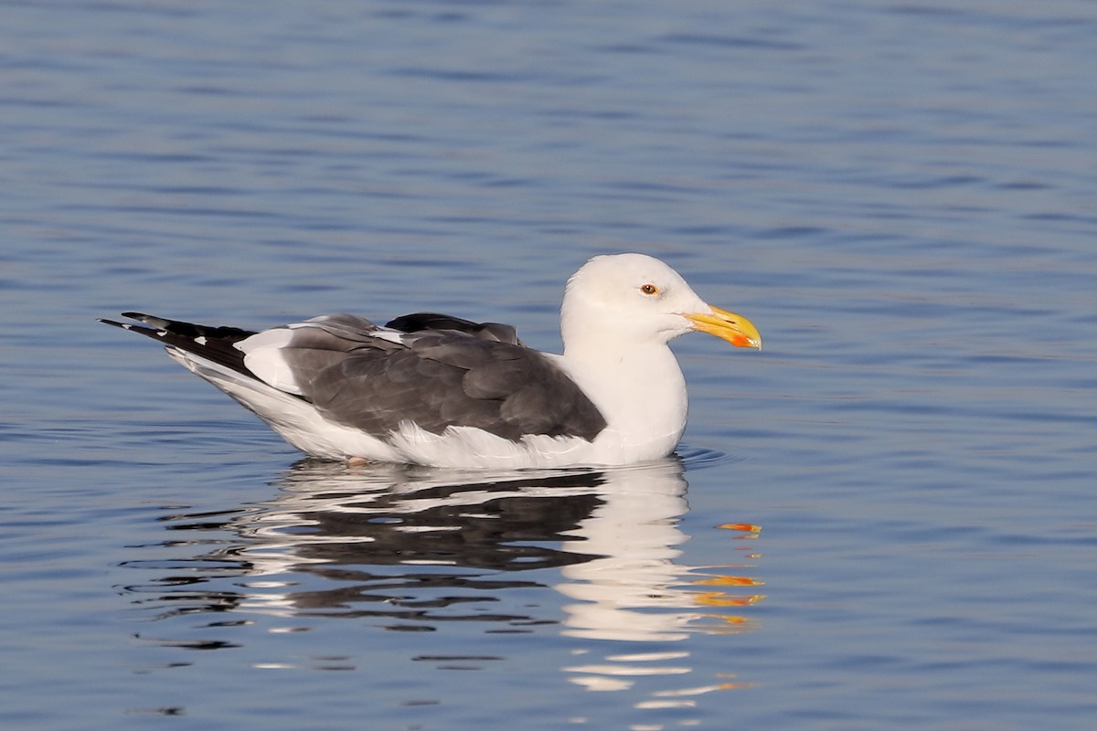 Gaviota Occidental - ML646539591