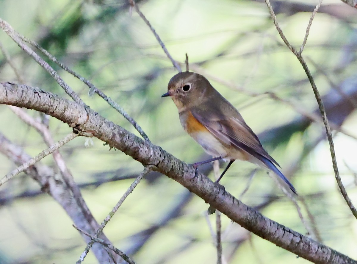 藍尾鴝 - ML646539592