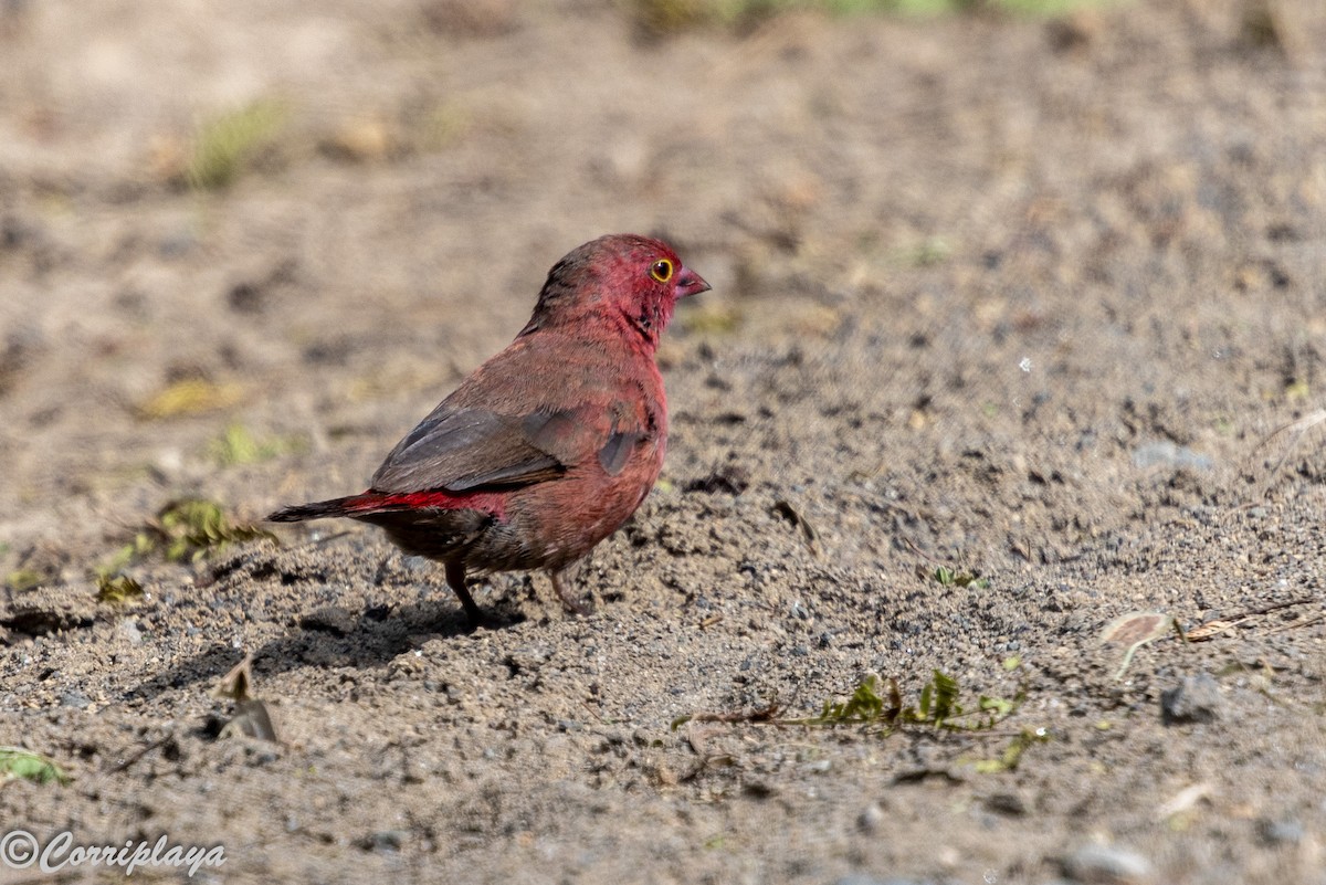פרושית אדומת-מקור - ML646539596