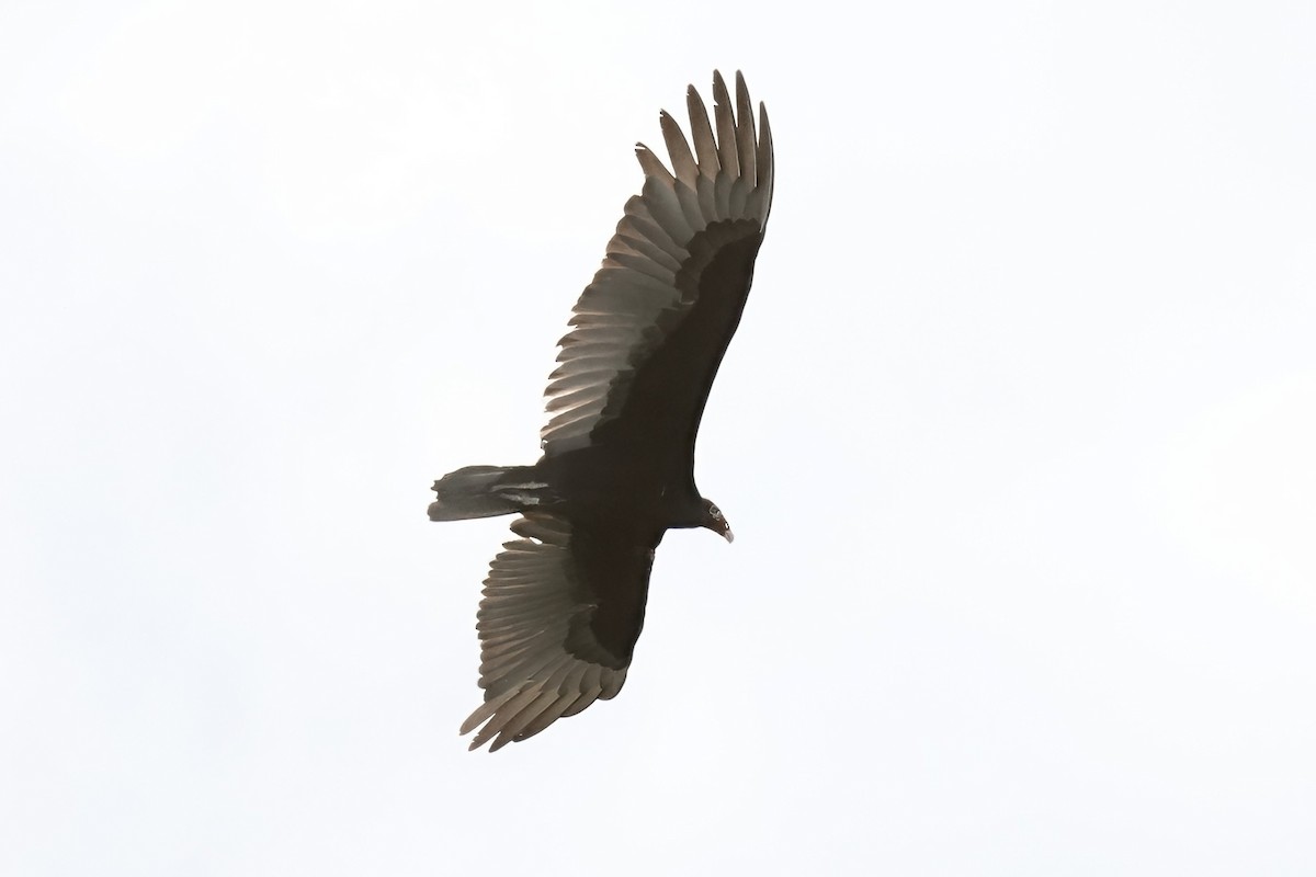 Turkey Vulture - ML646539597