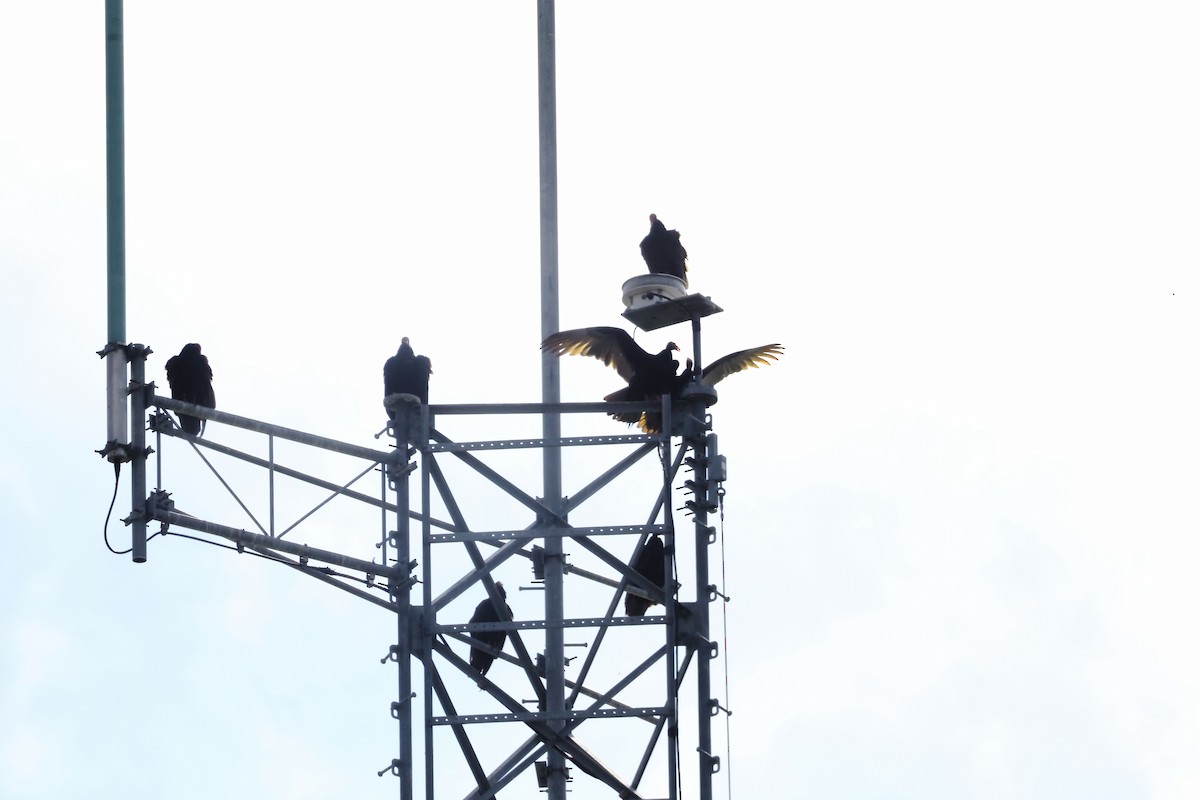 Turkey Vulture - ML646539598