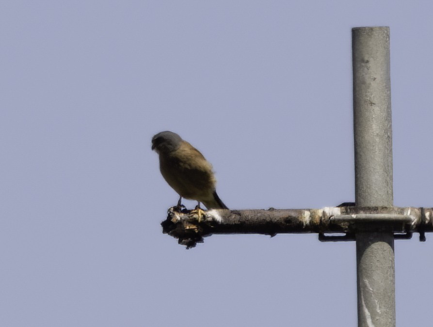 Скальная пустельга - ML646539599