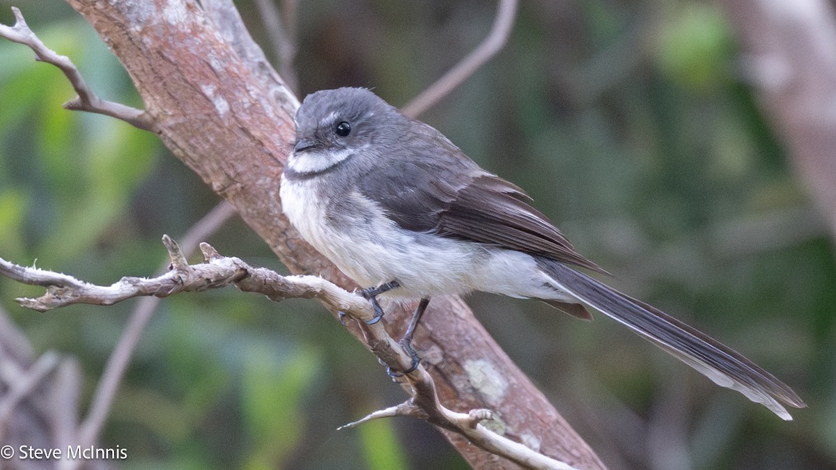 Віялохвістка сиза - ML646539600