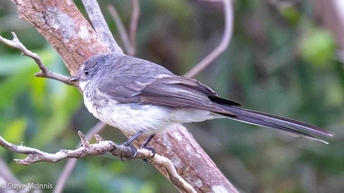 Віялохвістка сиза - ML646539601
