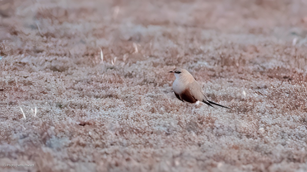 Australian Pratincole - ML646539602