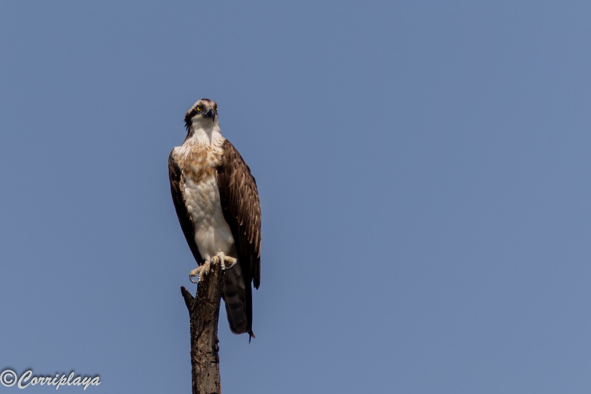 שלך - ML646539604