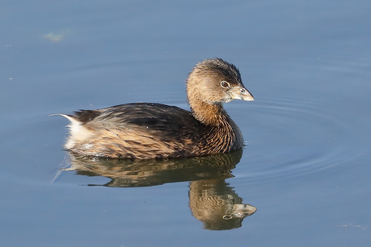 Zampullín Picogrueso - ML646539610