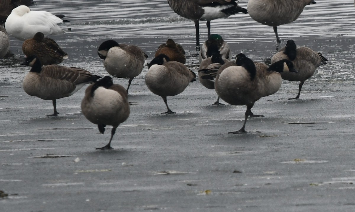 Cackling Goose - ML646539611