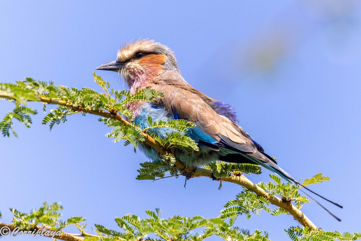 Lilac-breasted Roller - ML646539614