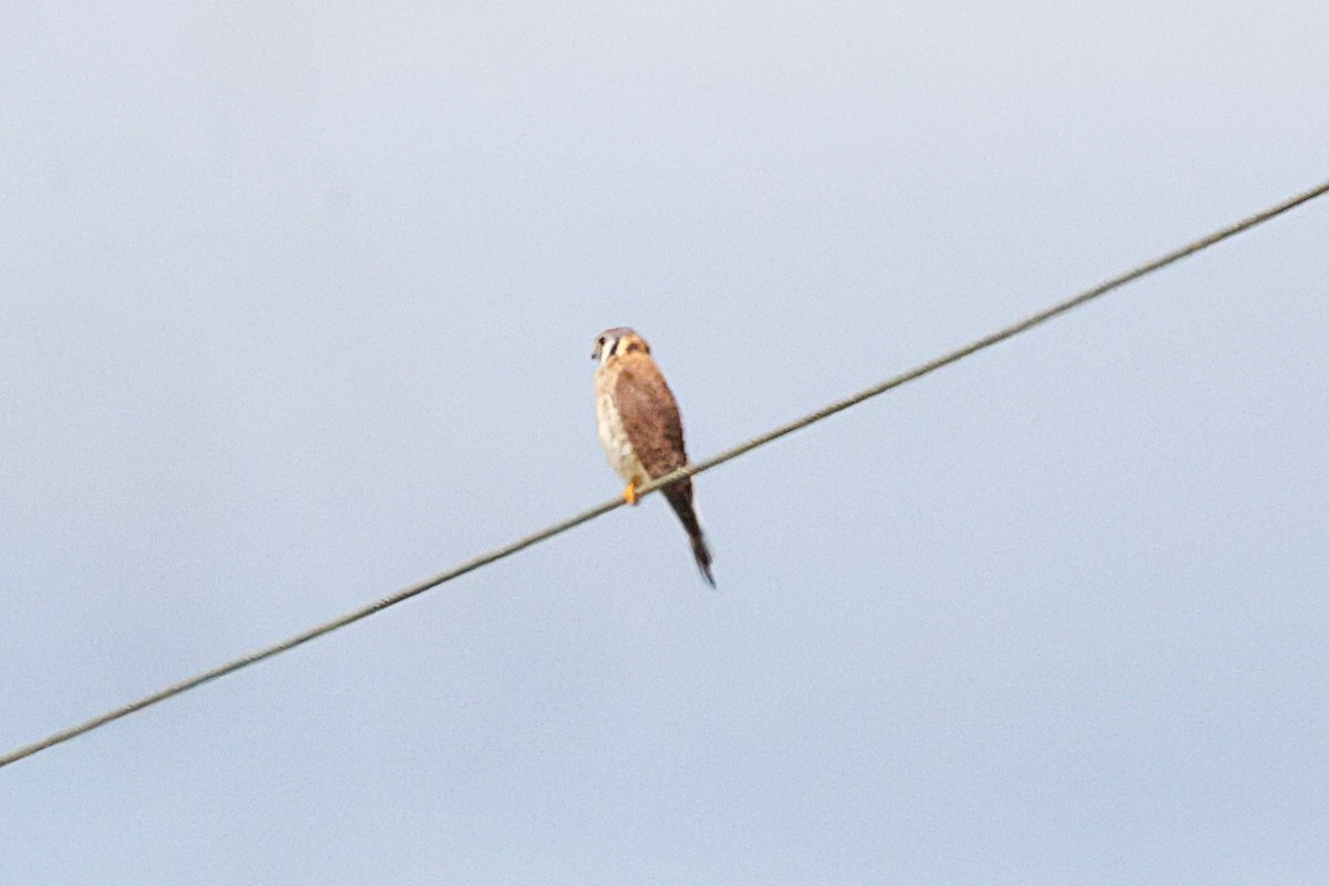 American Kestrel - ML646539615