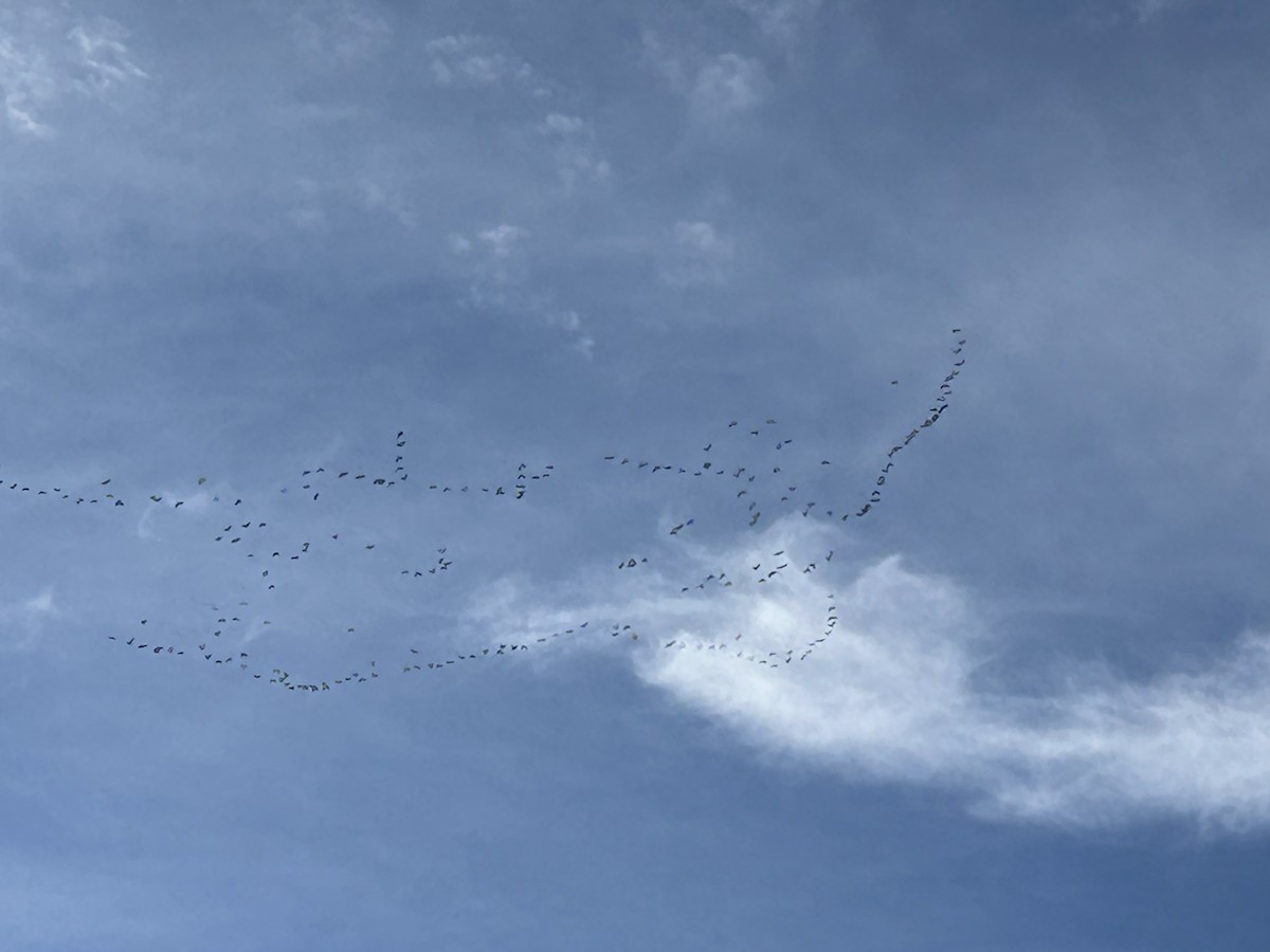 husa běločelá - ML646539621