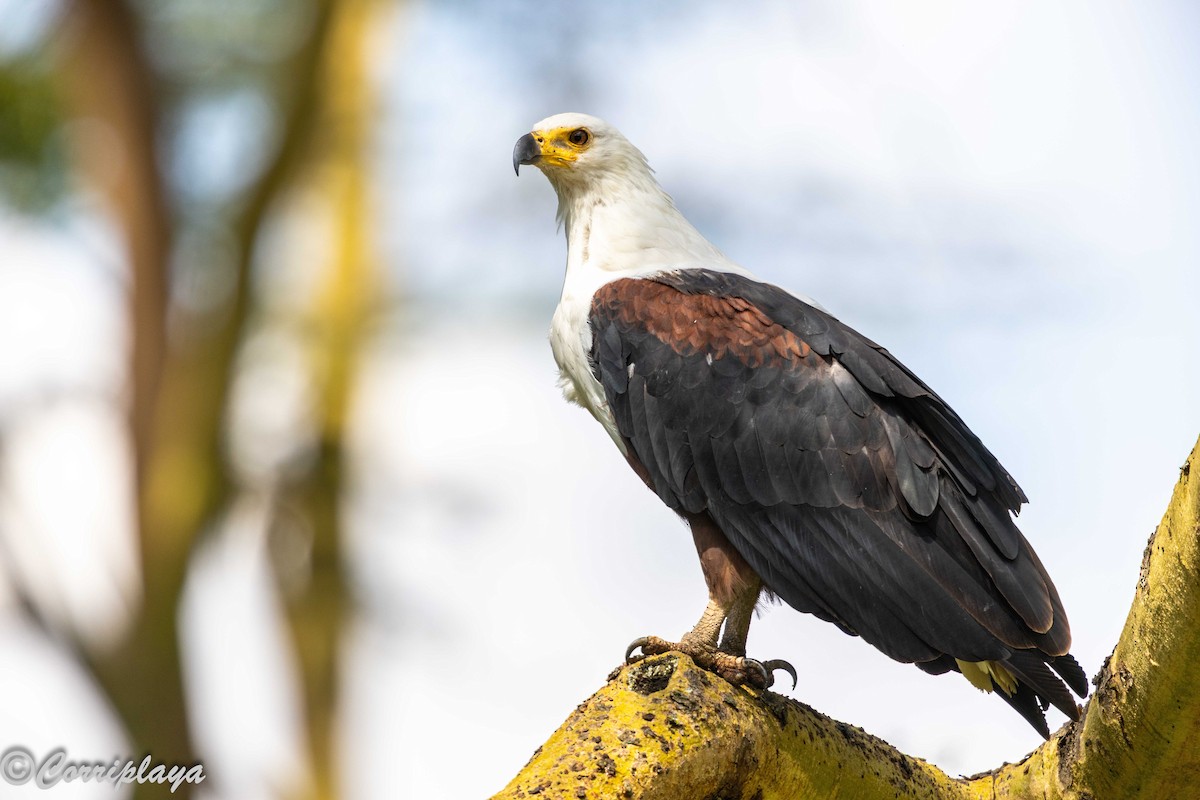 עיטם אפריקני - ML646539622