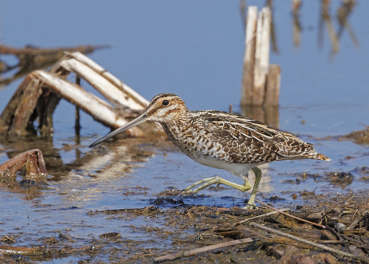 Wilson's Snipe - ML646539625