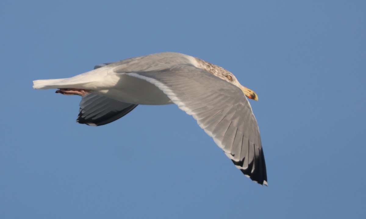 American Herring Gull - ML646539626