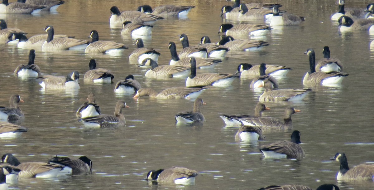 Antzara muturzuria - ML646539627