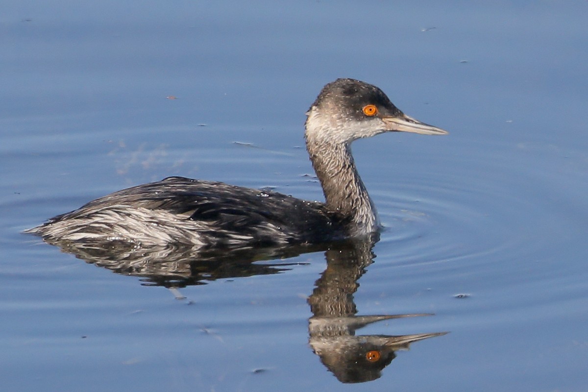 Zampullín Cuellinegro - ML646539628