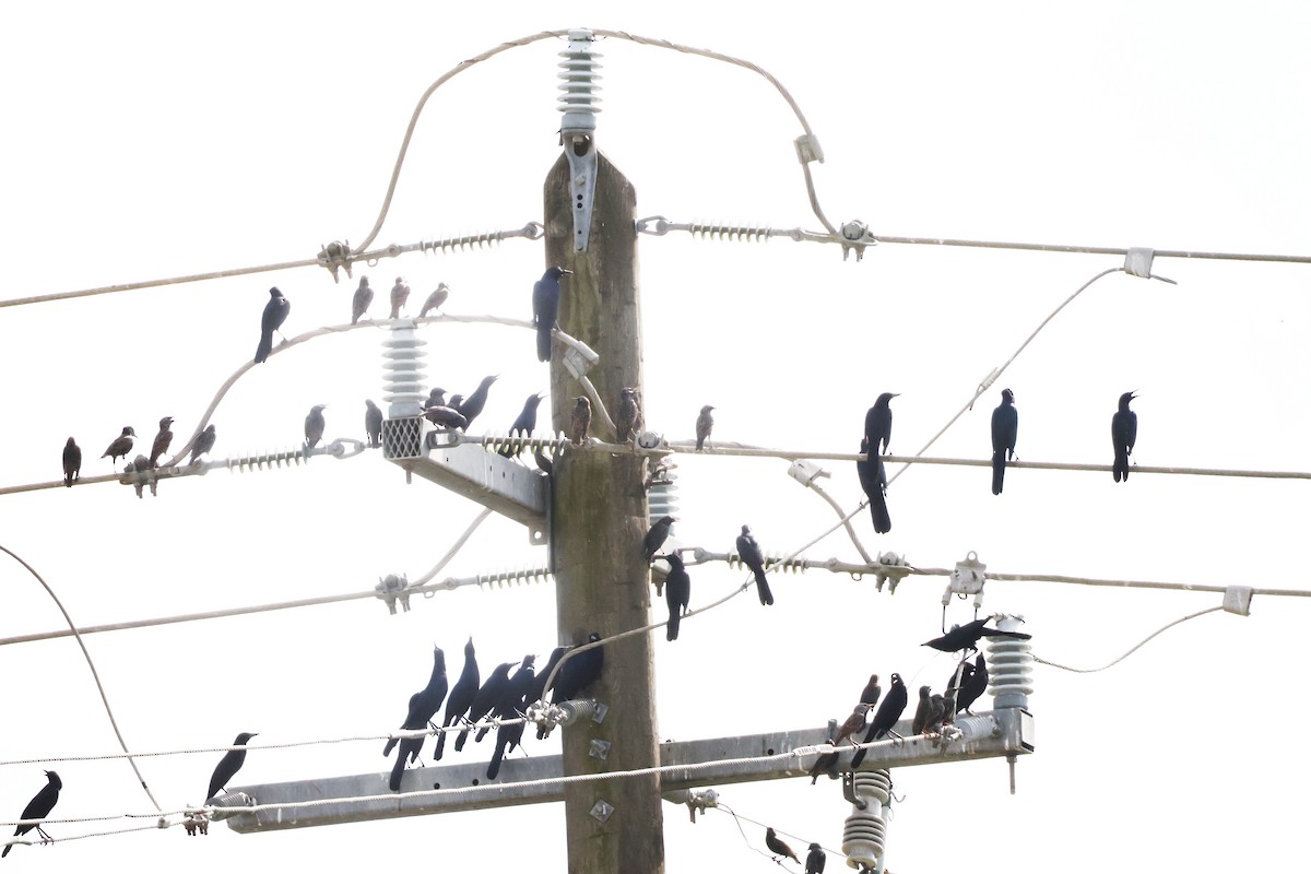 European Starling - ML646539629