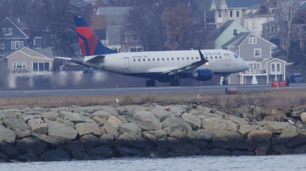 Snowy Owl - ML646539634