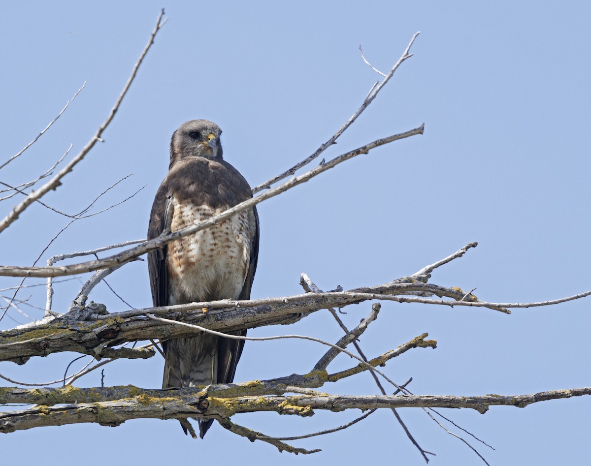 Swainson's Hawk - ML646539640