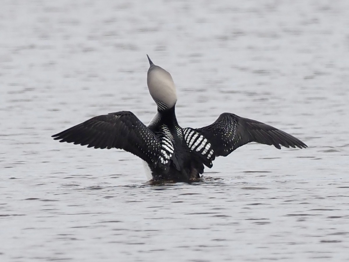 Pacific Loon - ML646539642