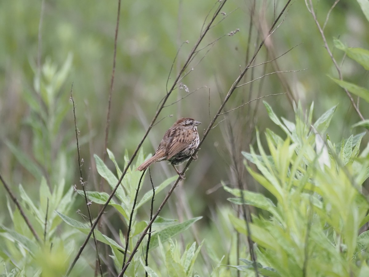 Song Sparrow - ML646539643