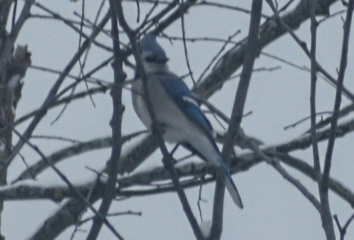 Blue Jay - ML646539649