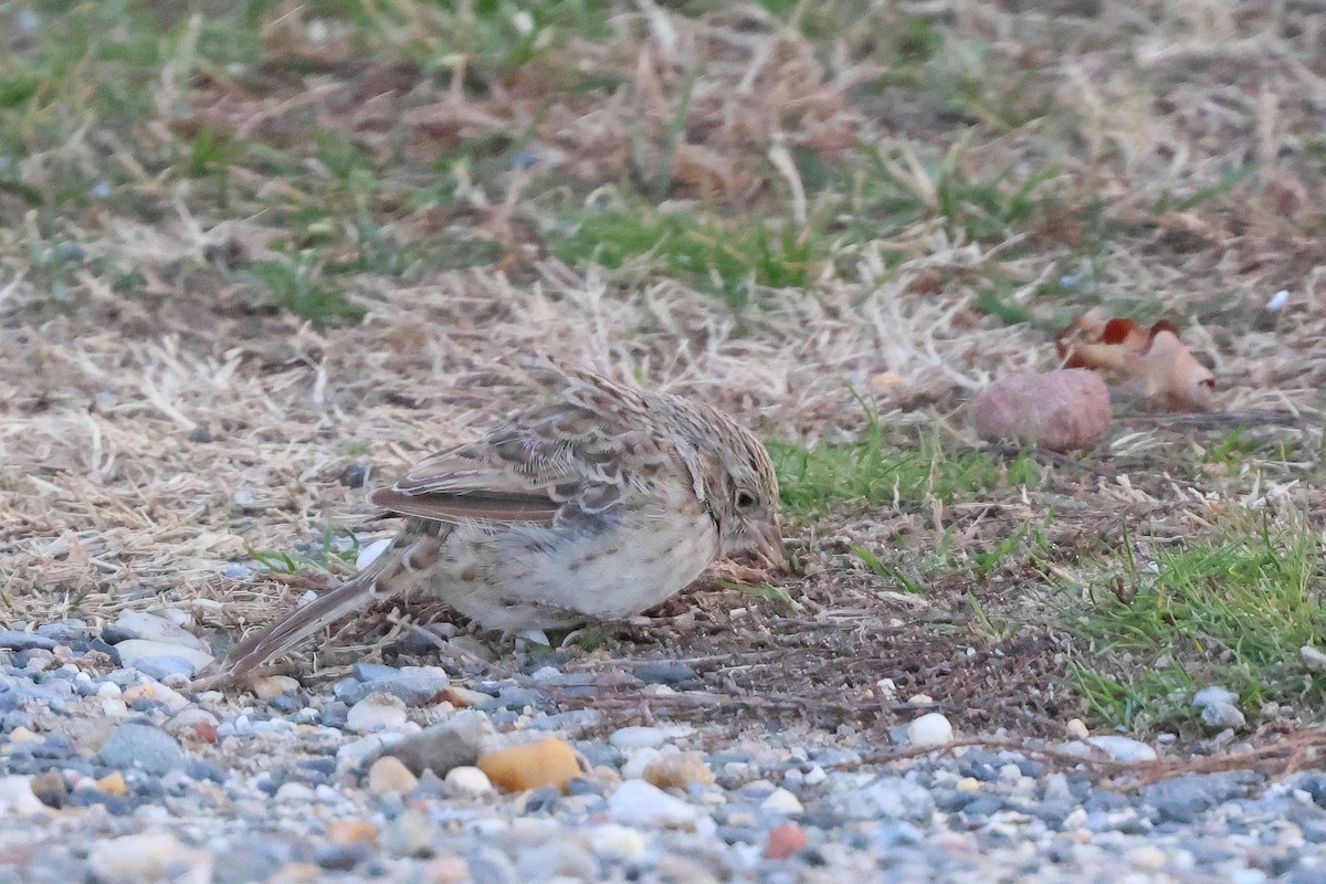 Cassin's Sparrow - ML646539653