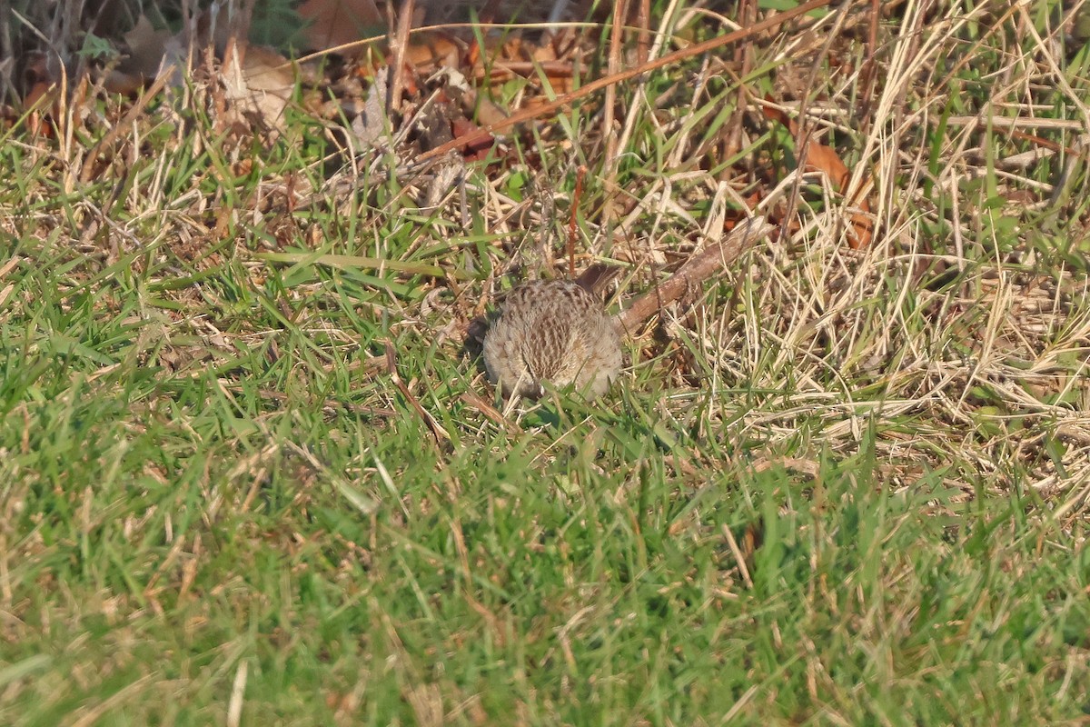 Cassin's Sparrow - ML646539654