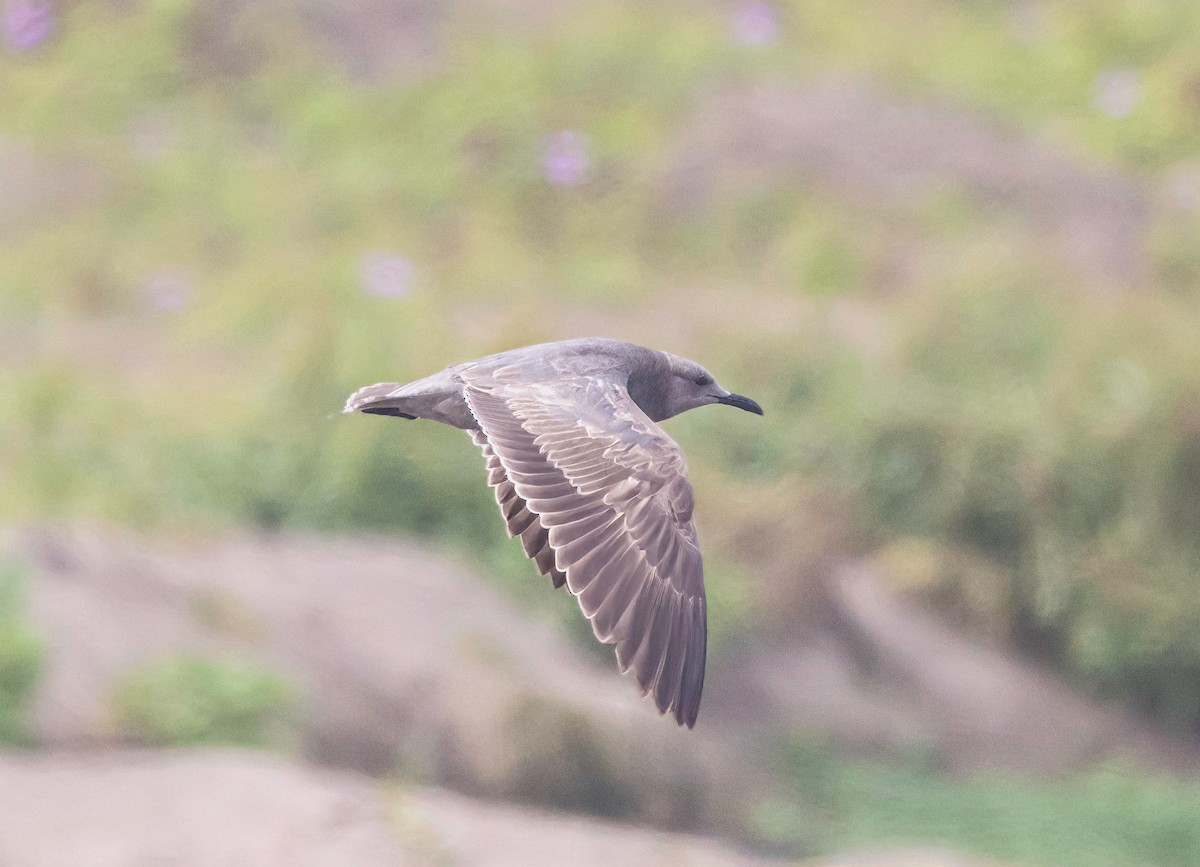 Gray Gull - ML646539655