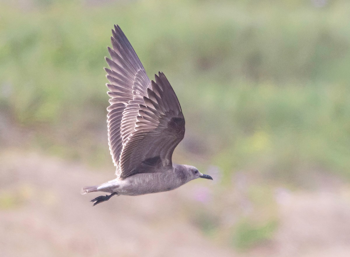Gray Gull - ML646539656