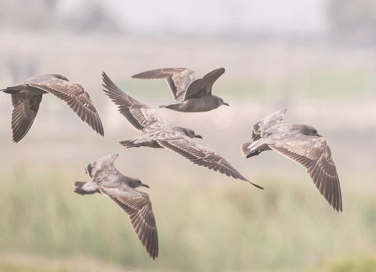 Gray Gull - ML646539657