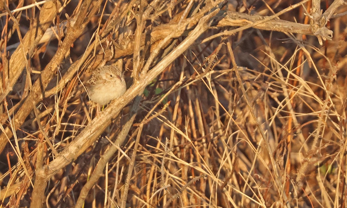 Cassin's Sparrow - ML646539658