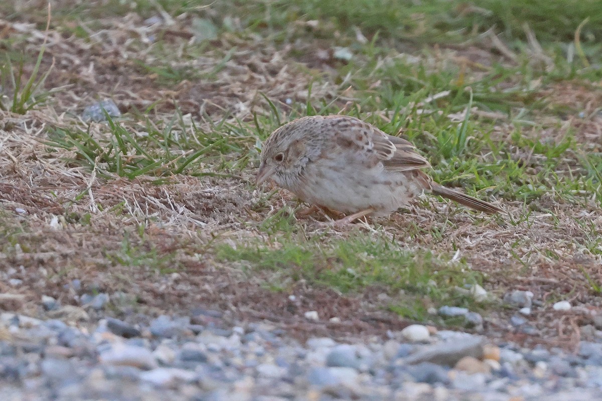 Cassin's Sparrow - ML646539659