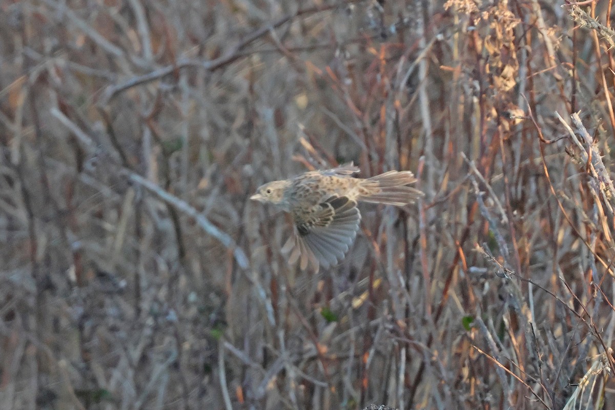 Cassin's Sparrow - ML646539660