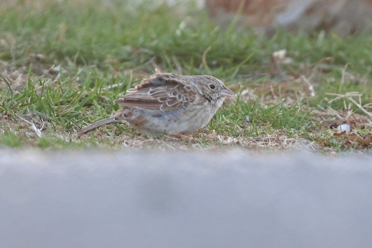 Cassin's Sparrow - ML646539661